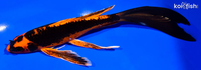 8.5" ORENJI MATSUBA BUTTERFLY
