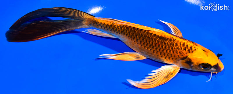 7.75" ORENJI MATSUBA BUTTERFLY
