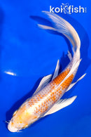 7.25" HARIWAKE BUTTERFLY