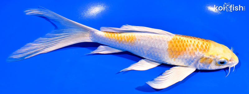7.5" LEMON HARIWAKE BUTTERFLY