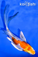 4.75" GINRIN YAMATO NISHIKI BUTTERFLY