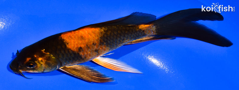 6" KIN HI UTSURI BUTTERFLY