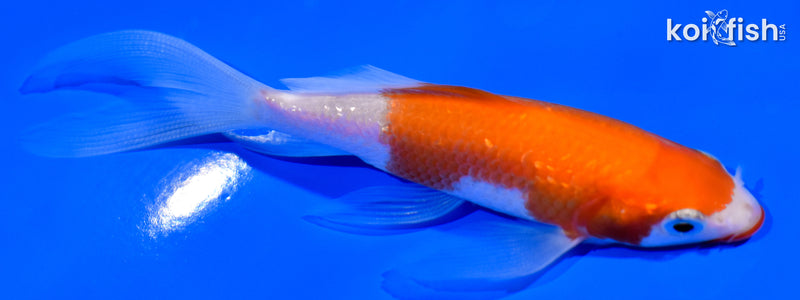 4" KUCHIBENI KOHAKU BUTTERFLY