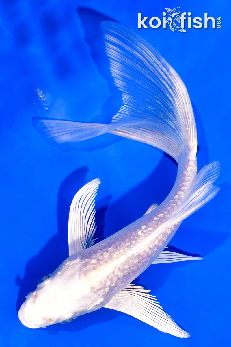 5.25" GINRIN PLATINUM OGON BUTTERFLY