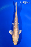 4.5" GINRIN YAMABUKI OGON