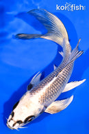 6.5" GINGA BUTTERFLY