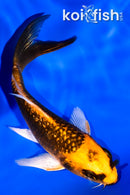 3.75" GINRIN ORENJI MATSUBA BUTTERFLY