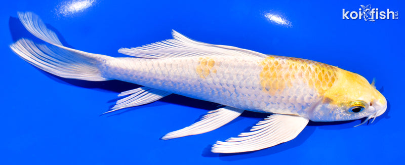 7.25" LEMON HARIWAKE BUTTERFLY
