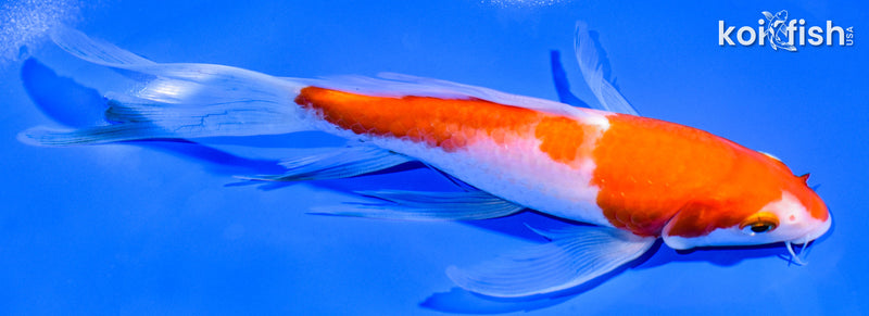 7.5" KOHAKU BUTTERFLY