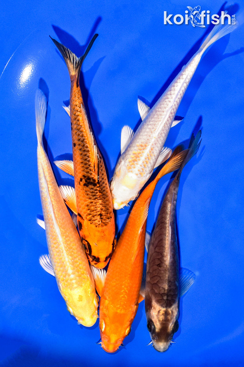 PACK OF (5) 4-5" STANDARD KOI