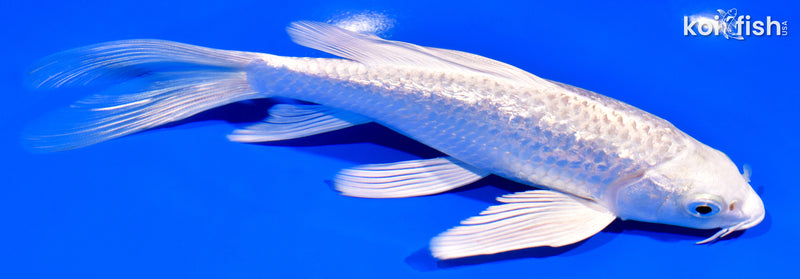 7.25" GINRIN PLATINUM OGON BUTTERFLY