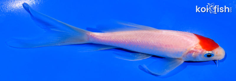 5.25" TANCHO KOHAKU BUTTERFLY