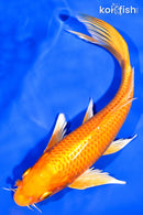 7.75" ORENJI OGON BUTTERFLY