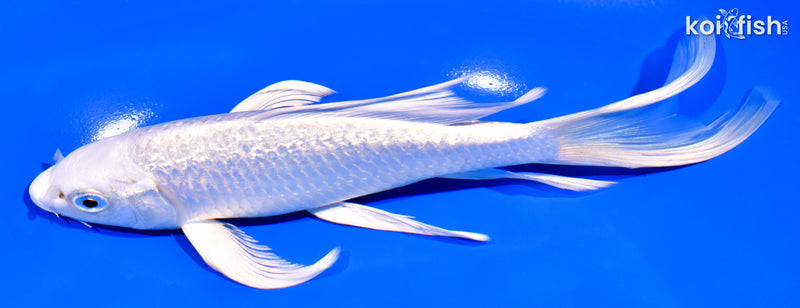 7.5" GINRIN PLATINUM OGON BUTTERFLY