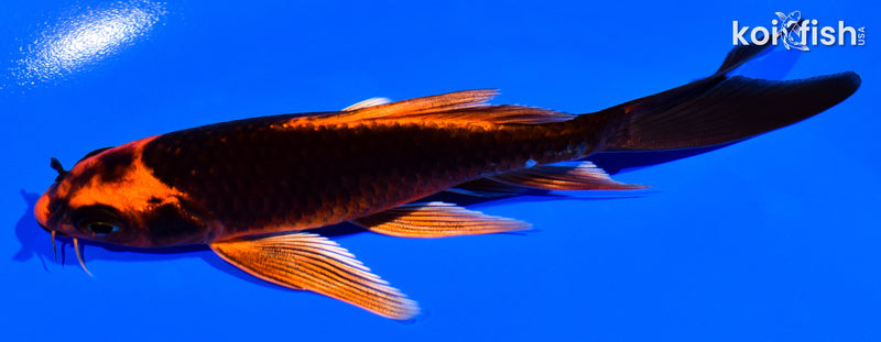 5.5" ORENJI MATSUBA BUTTERFLY