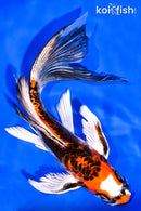 7.5" BENI KIKOKURYU BUTTERFLY