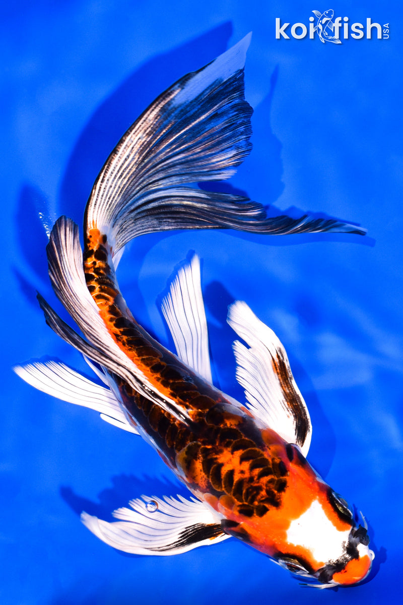 7.5" BENI KIKOKURYU BUTTERFLY
