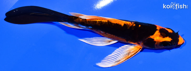 5.5" DOITSU ORENJI MATSUBA BUTTERFLY