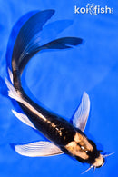 6" ARAGOKE KABUTO BUTTERFLY