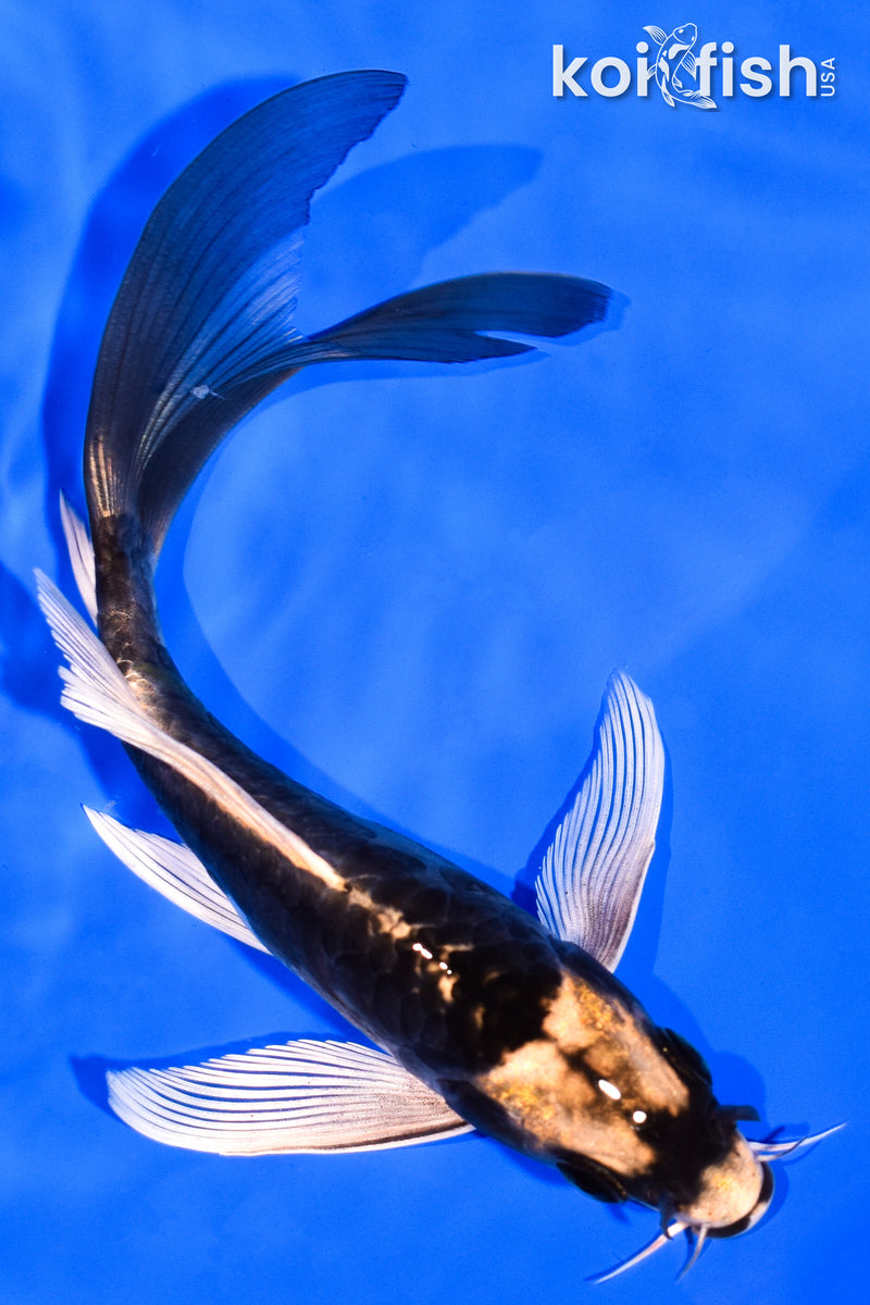 6" ARAGOKE KABUTO BUTTERFLY