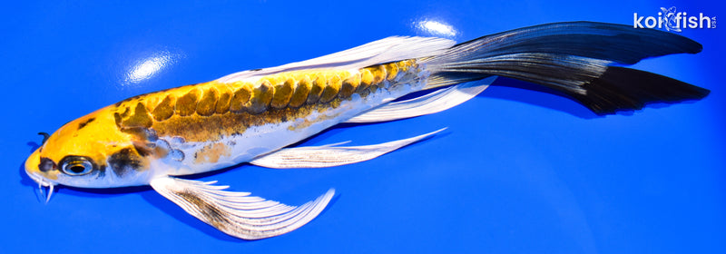 8.75" KIN KIKOKURYU BUTTERFLY