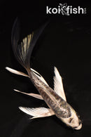 4.5" ARAGOKE KIKOKURYU BUTTERFLY