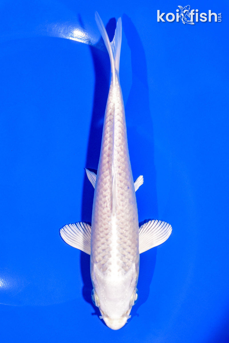 6.75" PLATINUM OGON