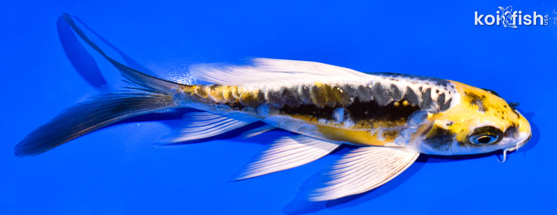 5.75" KIN KIKOKURYU BUTTERFLY