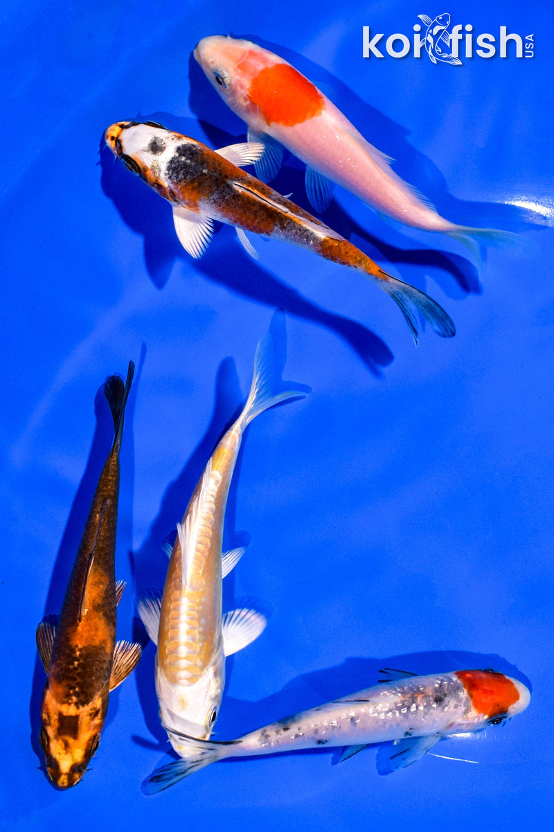 PACK OF (5) 4-5" STANDARD KOI