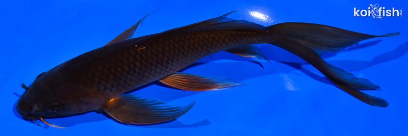 7.5" CHAGOI BUTTERFLY