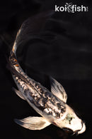 5" GINRIN ARAGOKE BENI KIKOKURYU BUTTERFLY