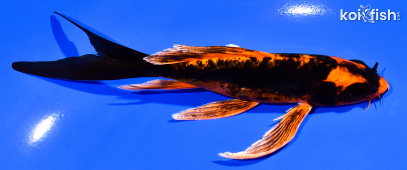 5.75" BENI KIKOKURYU BUTTERFLY