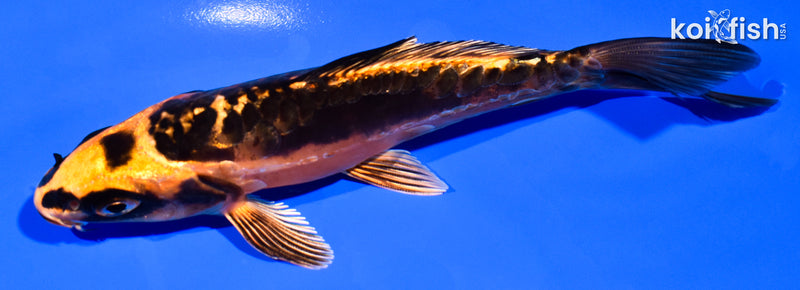 5.5" BENI KIKOKURYU