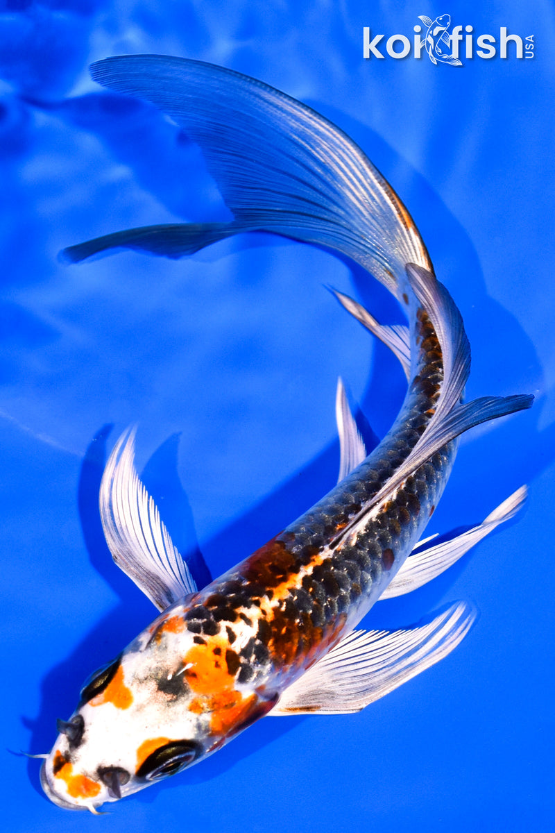 6.5" BENI GINGA BUTTERFLY