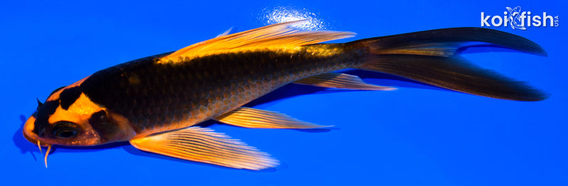 6" ORENJI MATSUBA BUTTERFLY