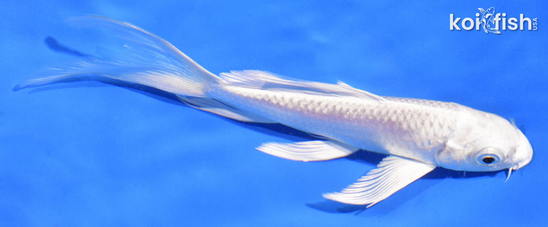 6" PLATINUM OGON BUTTERFLY