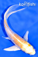 5.5" GINRIN HARIWAKE BUTTERFLY