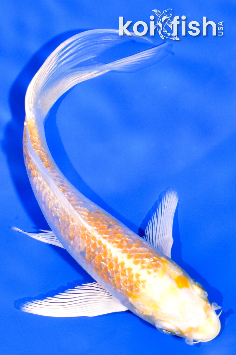 5.5" GINRIN HARIWAKE BUTTERFLY