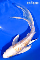 7.25" ARAGOKE LEMON HARIWAKE BUTTERFLY