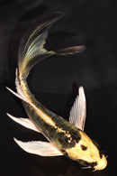 5" KIN KIKOKURYU BUTTERFLY