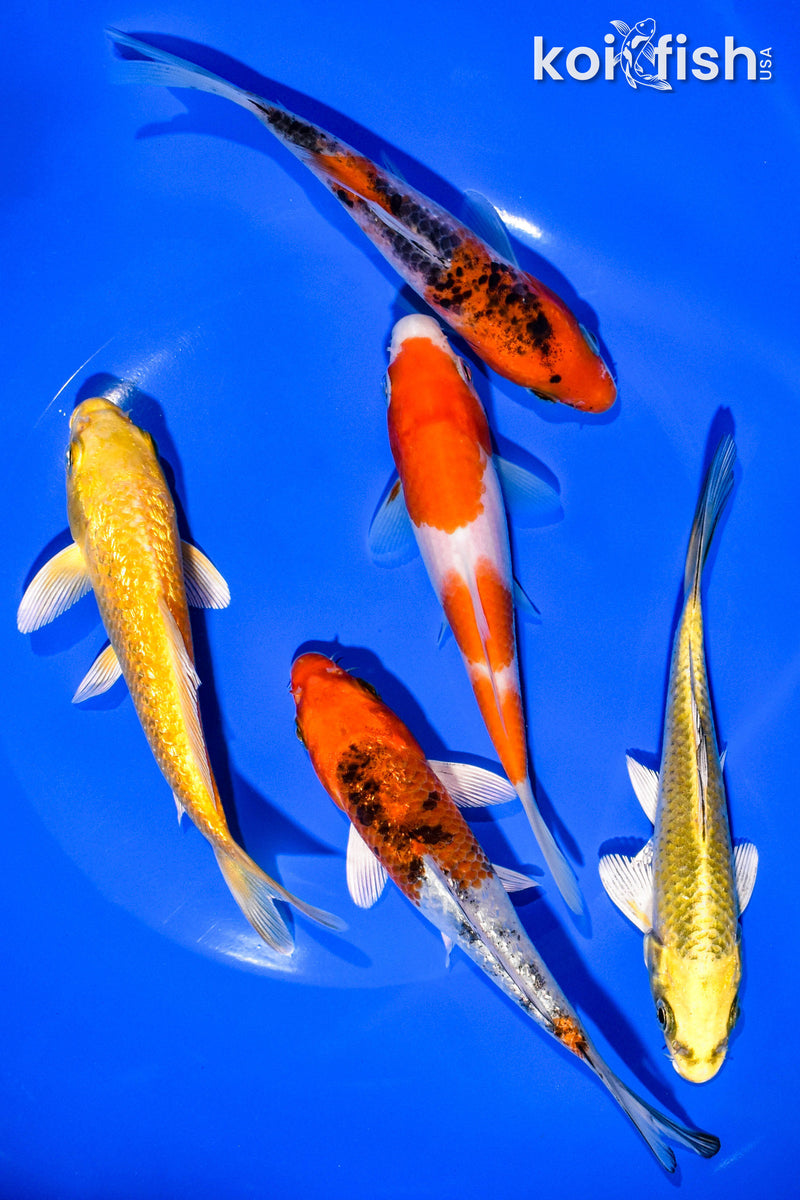 PACK OF (5) 5-6" STANDARD KOI