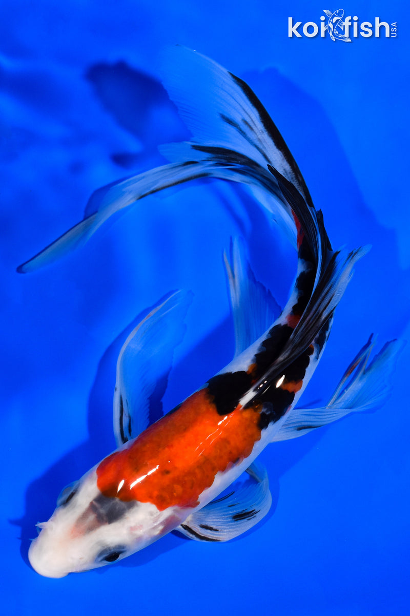 8" SANKE BUTTERFLY