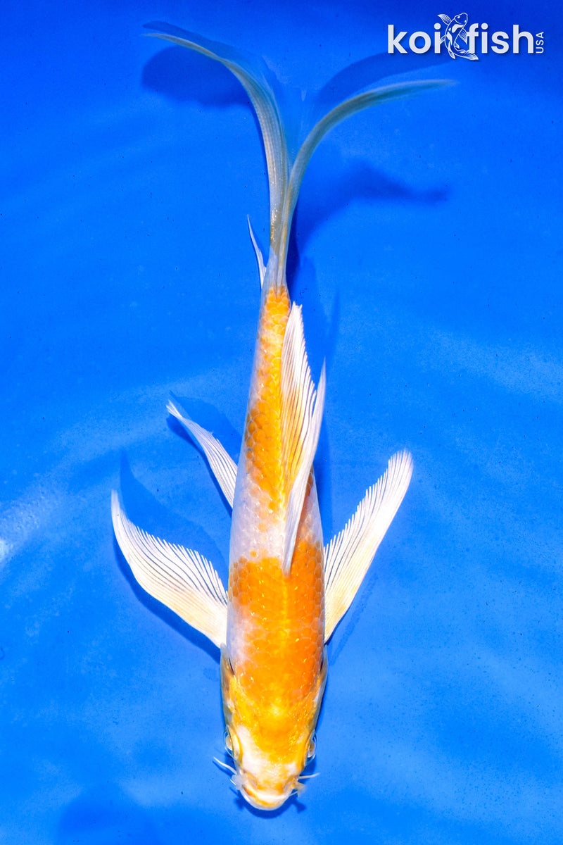 6" HARIWAKE BUTTERFLY