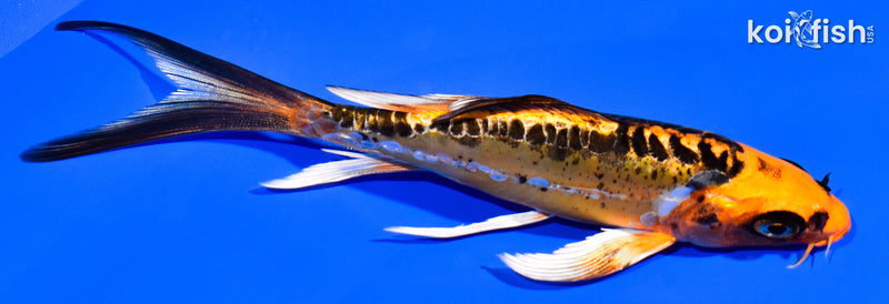 5.5" DOITSU ORENJI MATSUBA BUTTERFLY