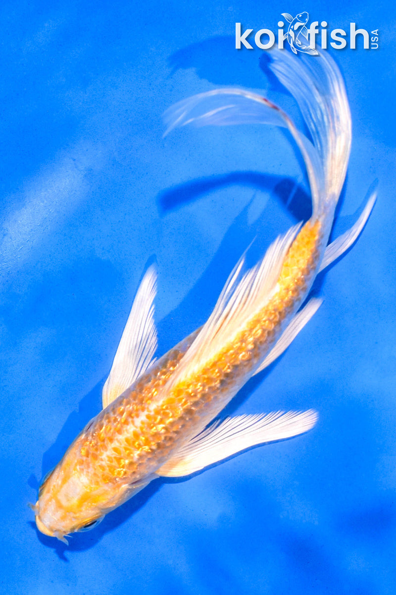 5.5" GINRIN YAMABUKI OGON BUTTERFLY