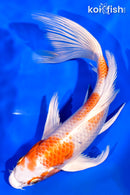 7.75" HARIWAKE BUTTERFLY