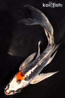 6.75" BENI KIKOKURYU BUTTERFLY