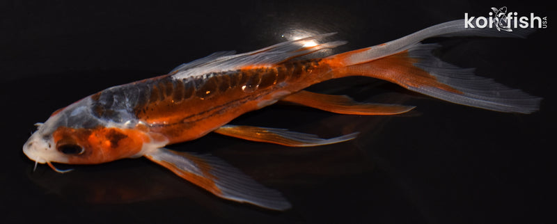 5" HI SHUSUI BUTTERFLY