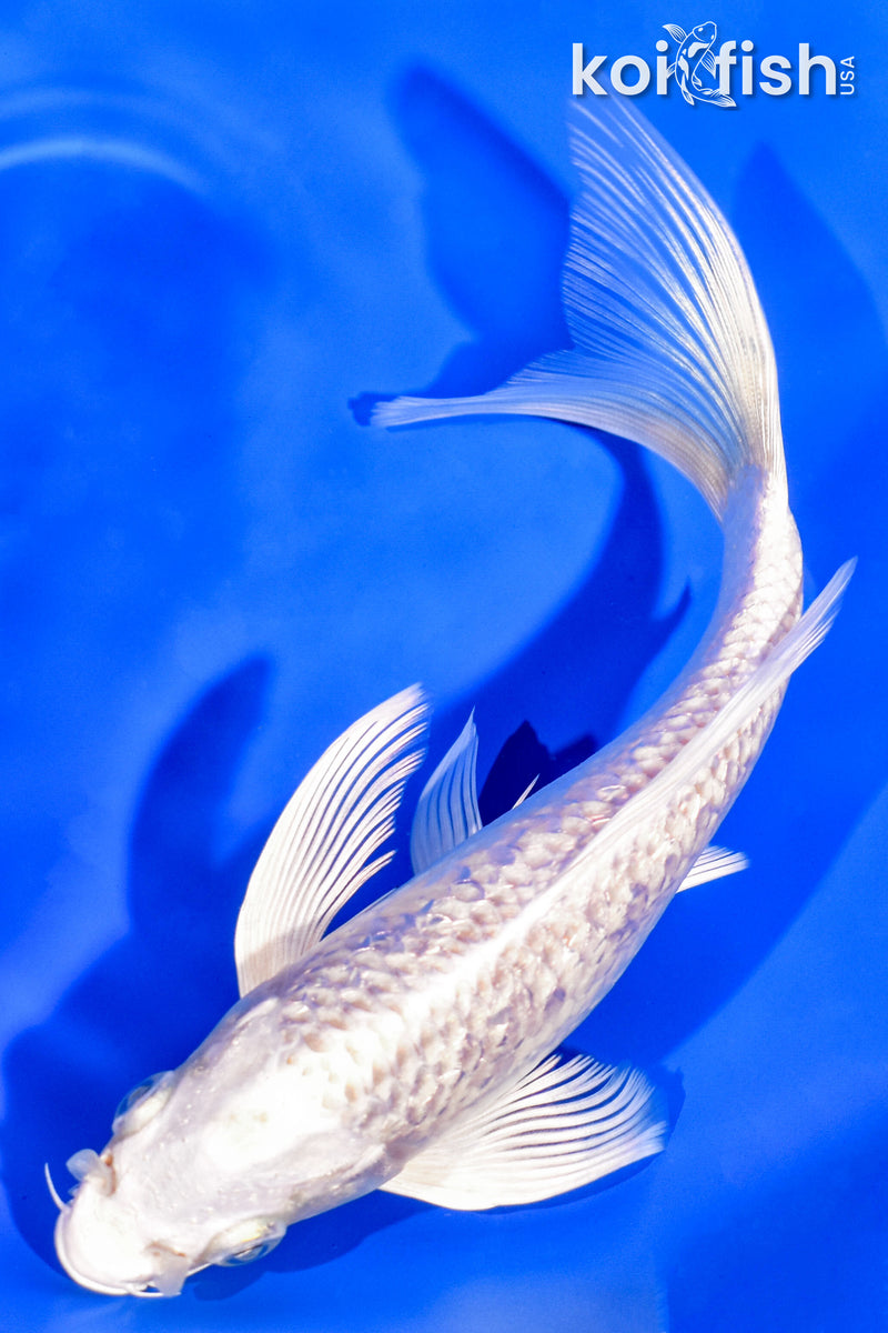 6.75" GINRIN PLATINUM OGON BUTTERFLY