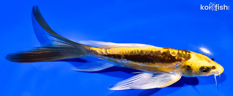 6.5" KIN KIKOKURYU BUTTERFLY